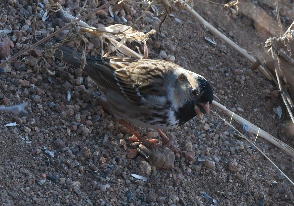 Harris's Sparrow - ML521403951
