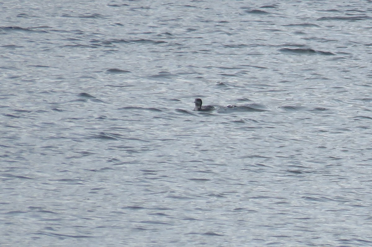 Common Loon - ML521404031