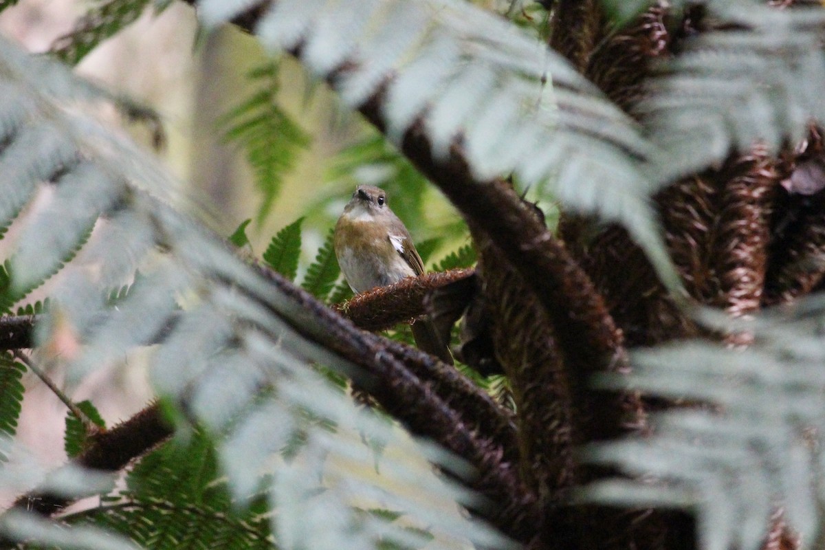 Fulvous-chested Jungle Flycatcher - ML52140501