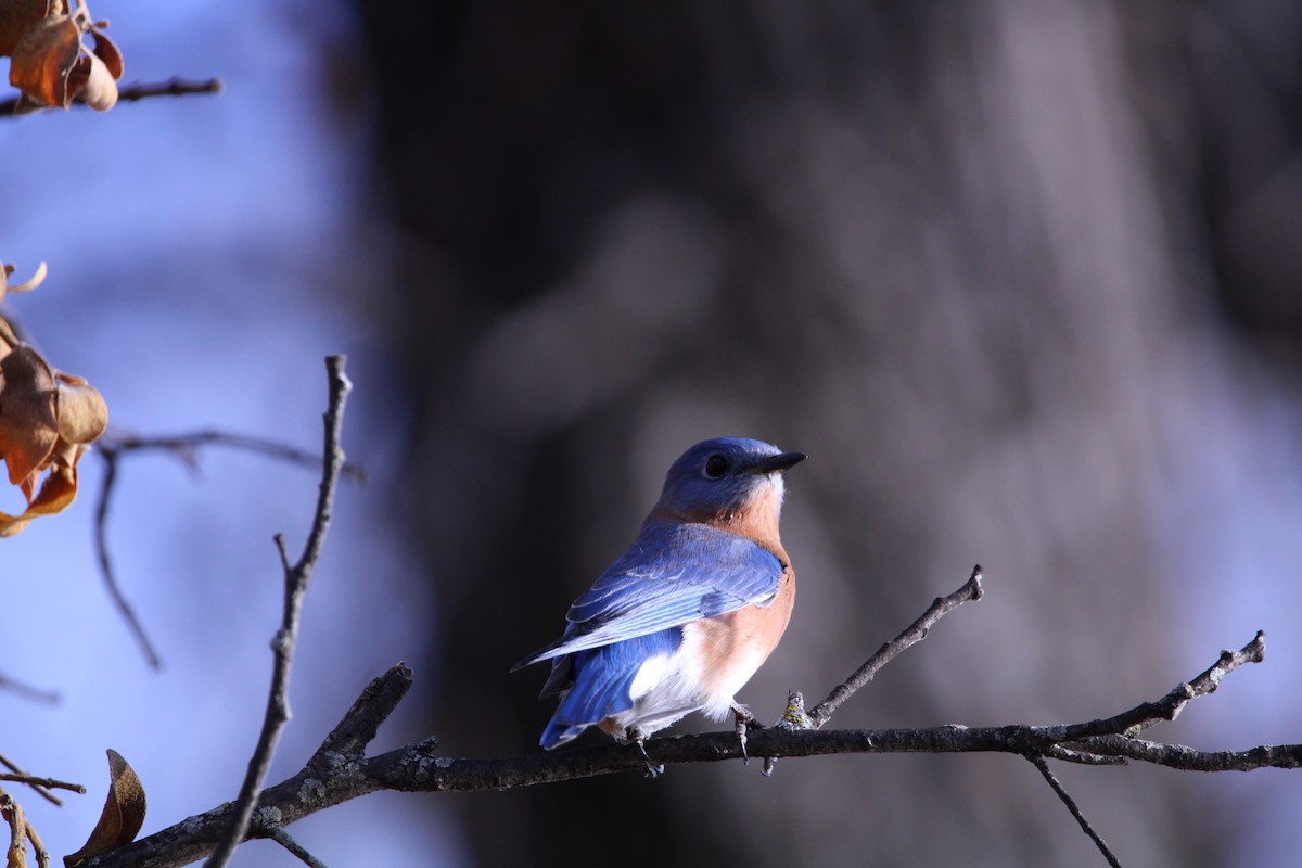 Eastern Bluebird - ML521406851