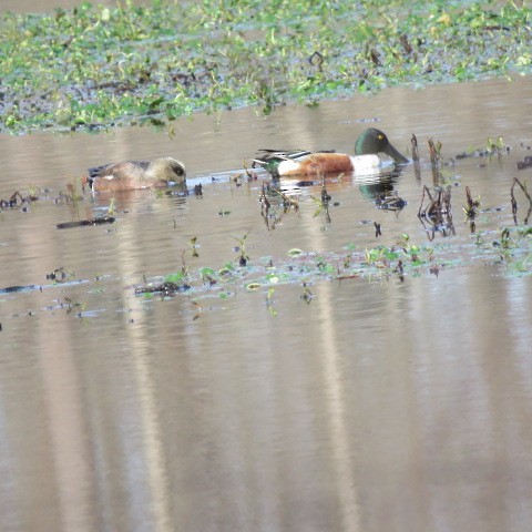 Northern Shoveler - ML521406861