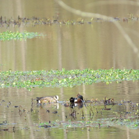 Northern Shoveler - ML521406881
