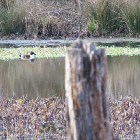 Northern Shoveler - ML521406891