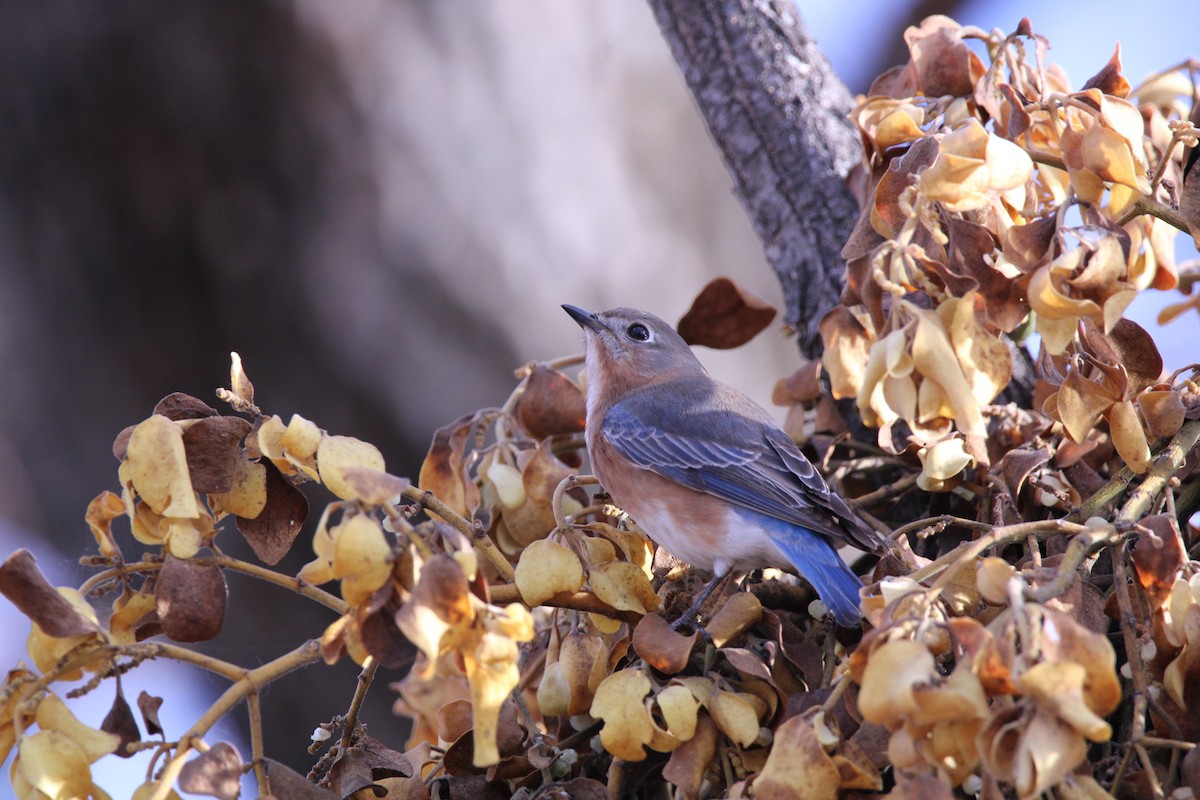 Eastern Bluebird - ML521407071