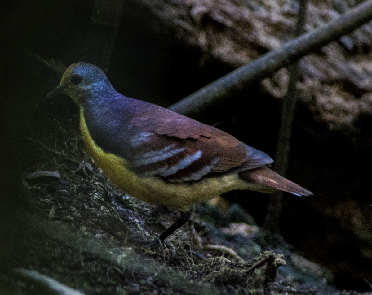 Cinnamon Ground Dove - ML521408991