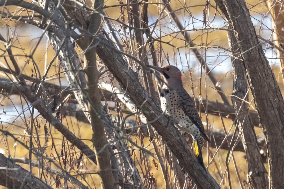 Northern Flicker - ML521411091