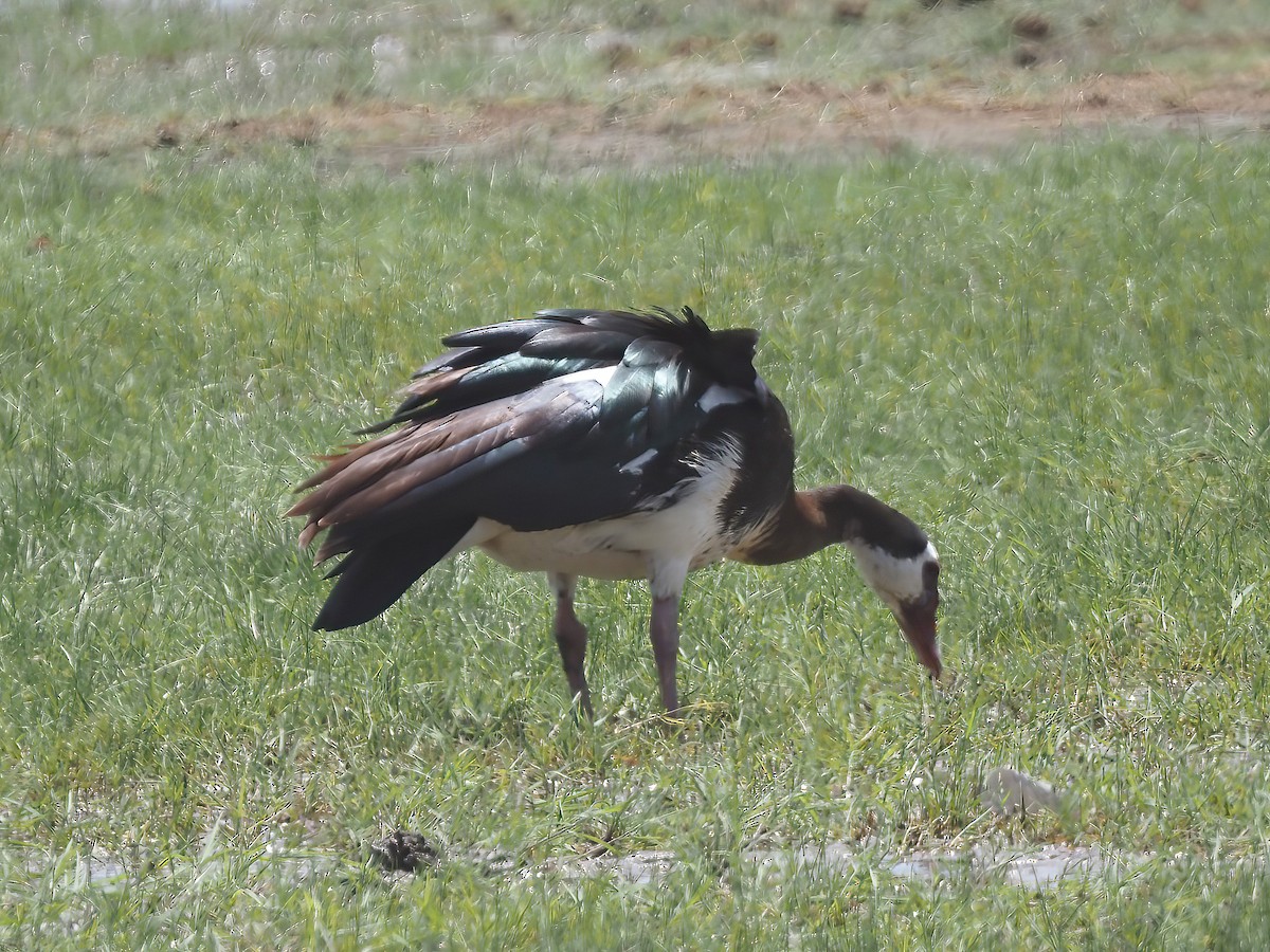 Spur-winged Goose - ML521411231