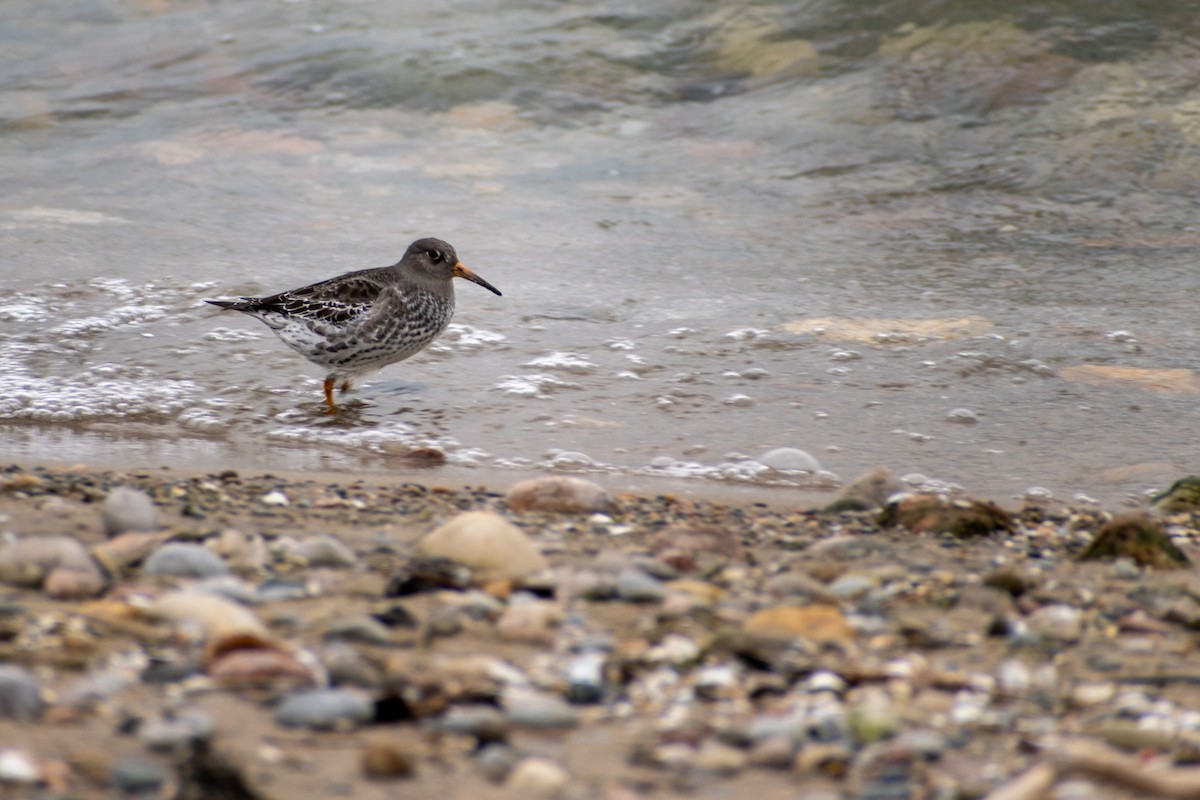 Purple Sandpiper - ML521412281