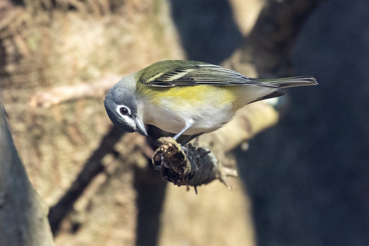 Blue-headed Vireo - ML521412601