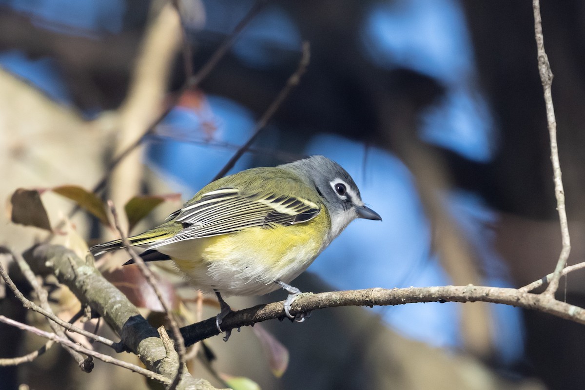 Mavi Başlı Vireo - ML521412611