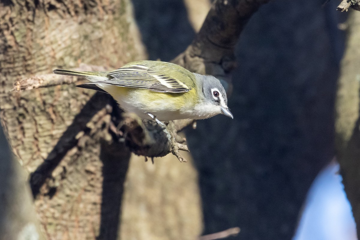 Blue-headed Vireo - Shawn Taylor