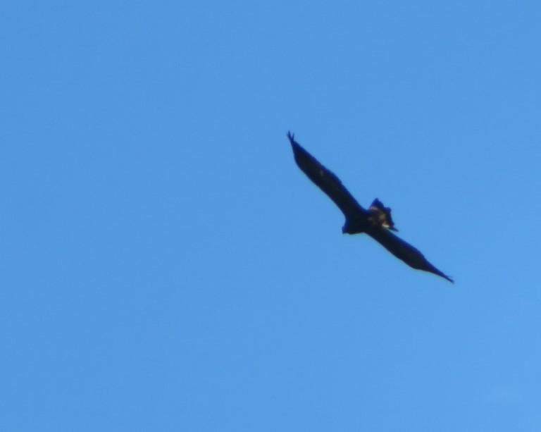 Golden Eagle - ML521412911