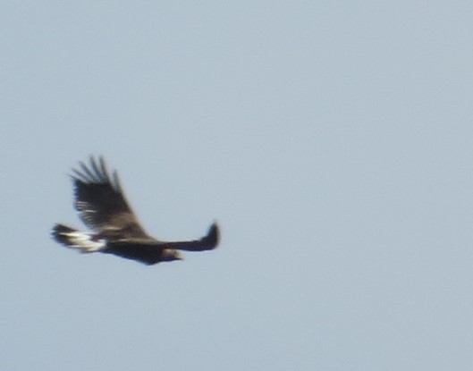 Golden Eagle - ML521412921