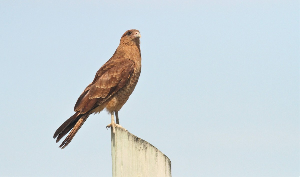 Chimango Caracara - Simon Davies