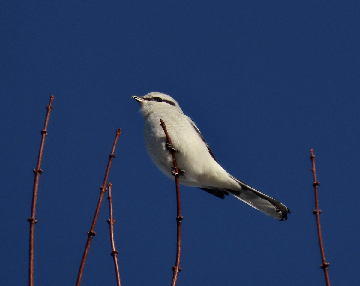 Northern Shrike - David and Regan Goodyear