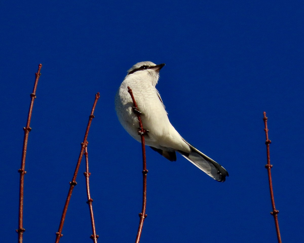 Northern Shrike - ML521414831