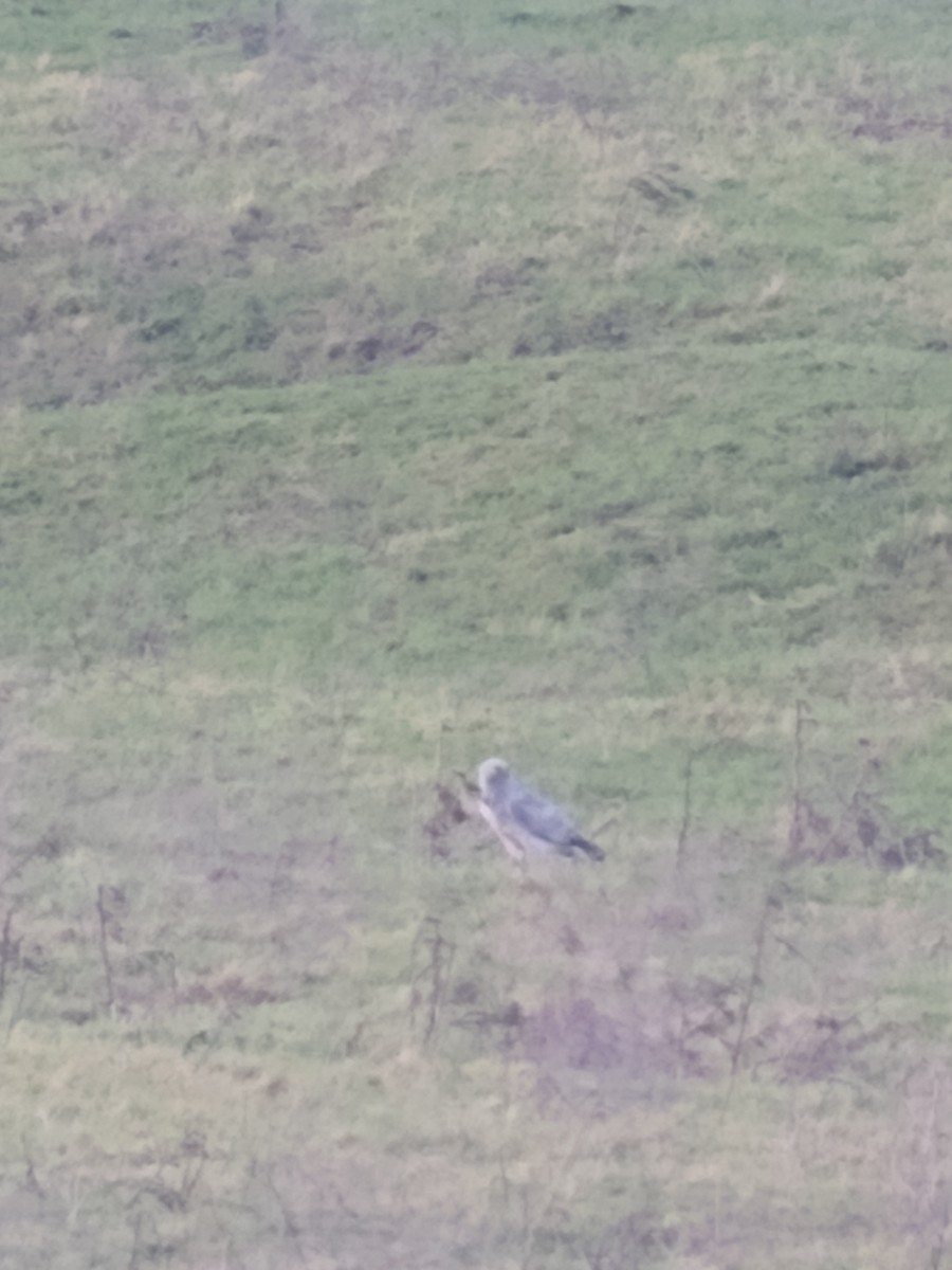 Hen Harrier - Laurenske Sierkstra