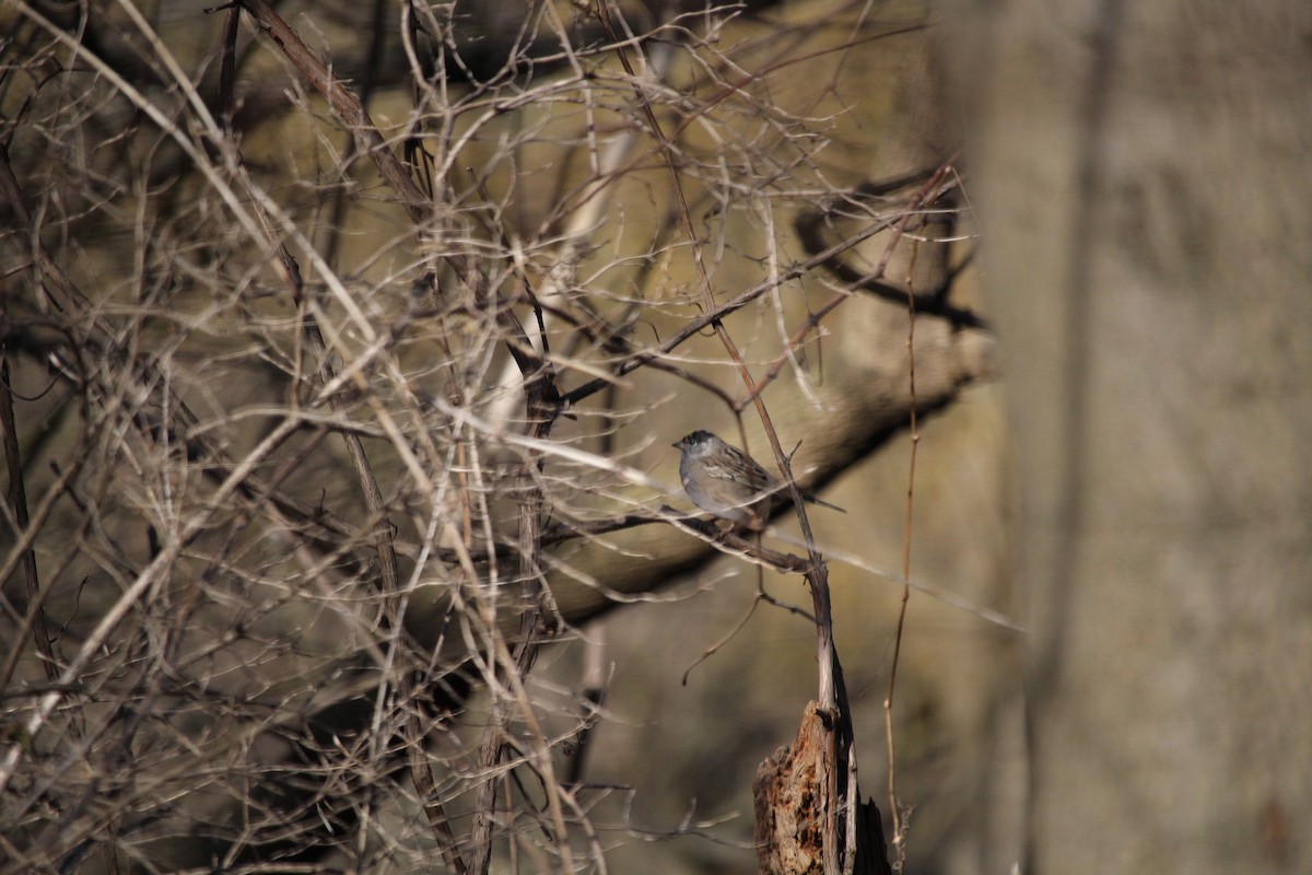 Golden-crowned Sparrow - ML521417171