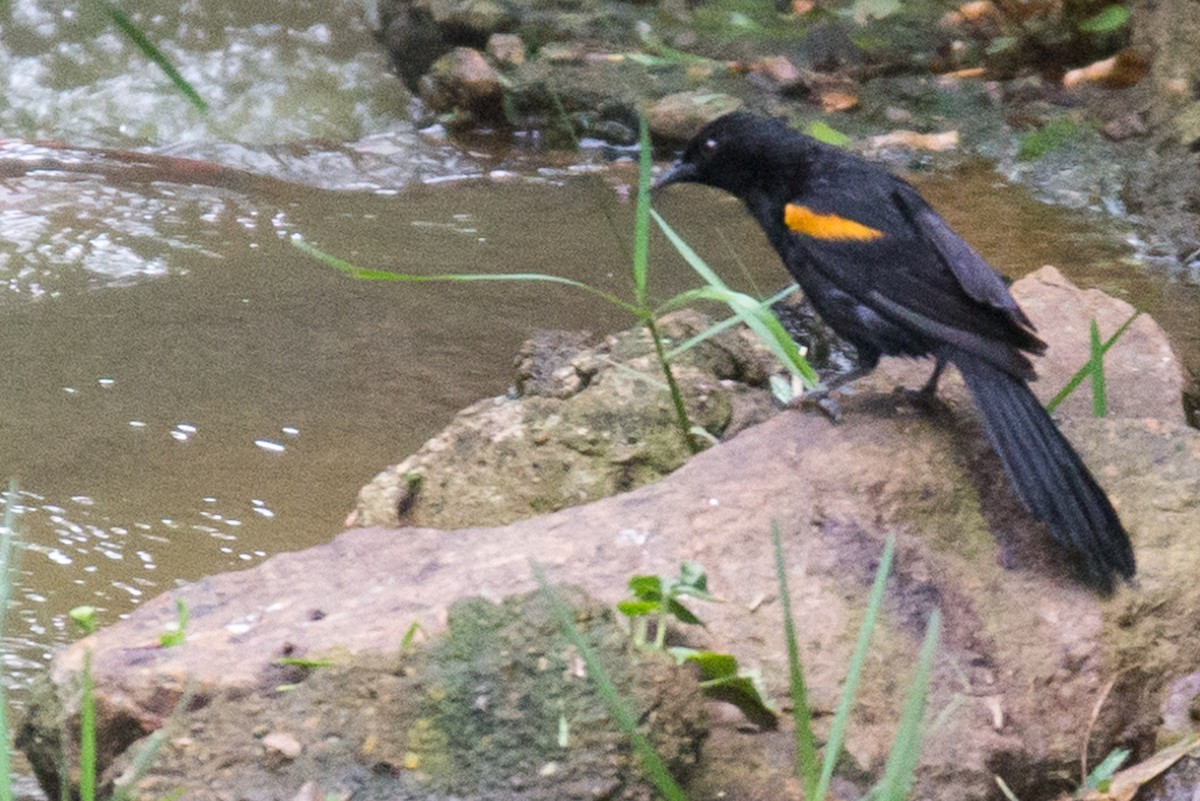 Variable Oriole - ML521417211