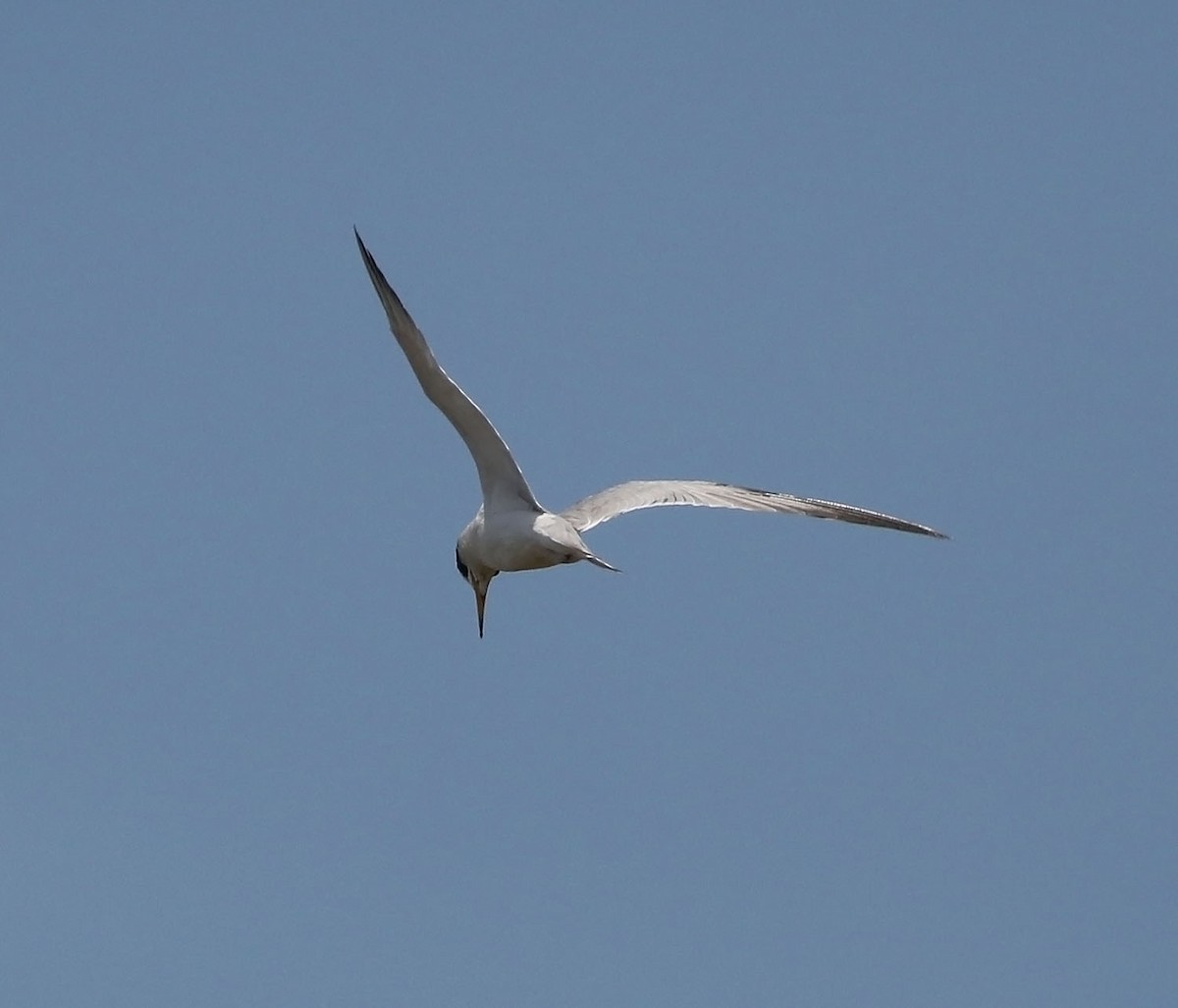 Yellow-billed Tern - ML521417611