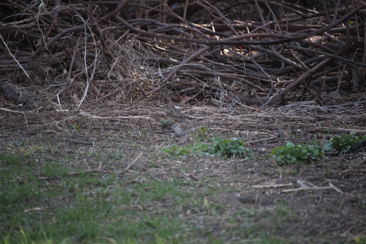 Field Sparrow - ML521417911