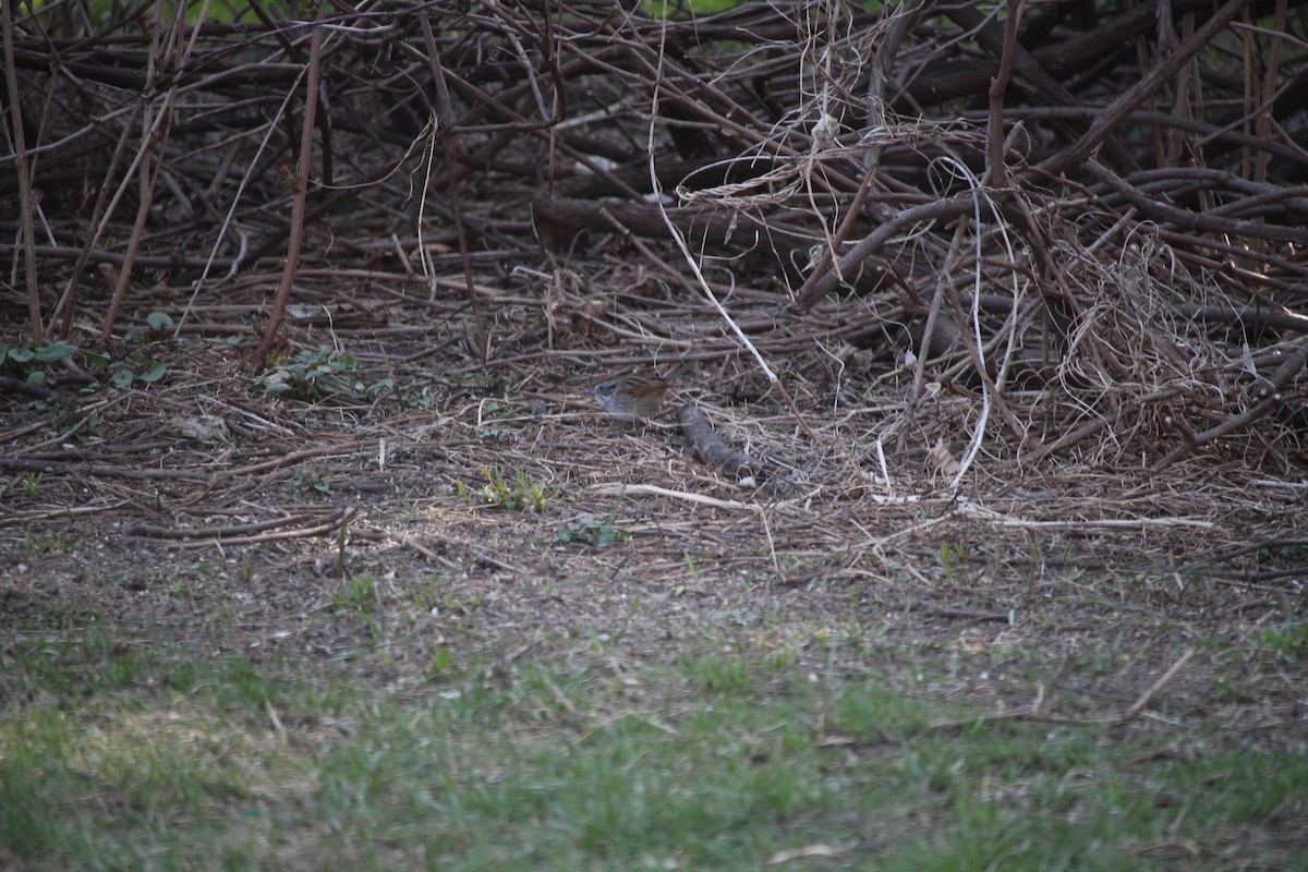 Swamp Sparrow - ML521418691