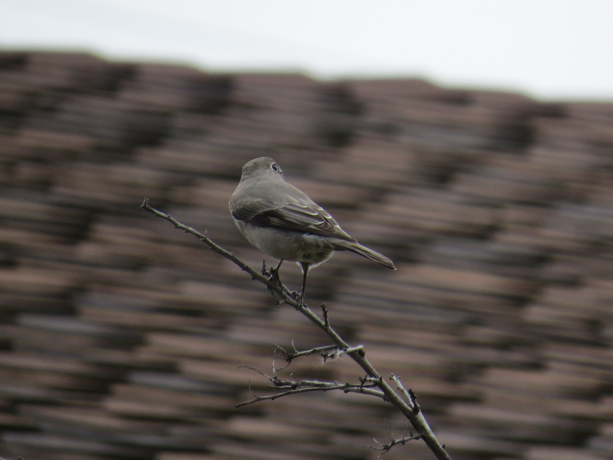 Townsend's Solitaire - ML521418891