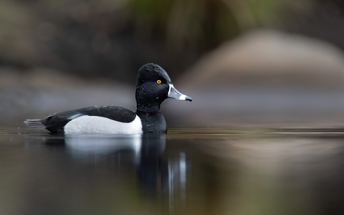 Ring-necked Duck - ML521419071