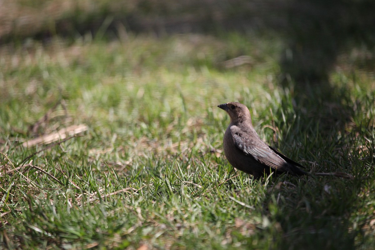 Brown-headed Cowbird - ML521419141