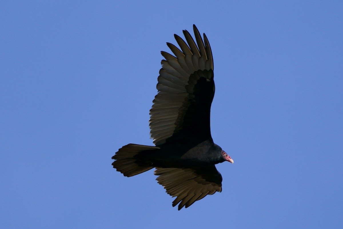 Turkey Vulture - ML521419651
