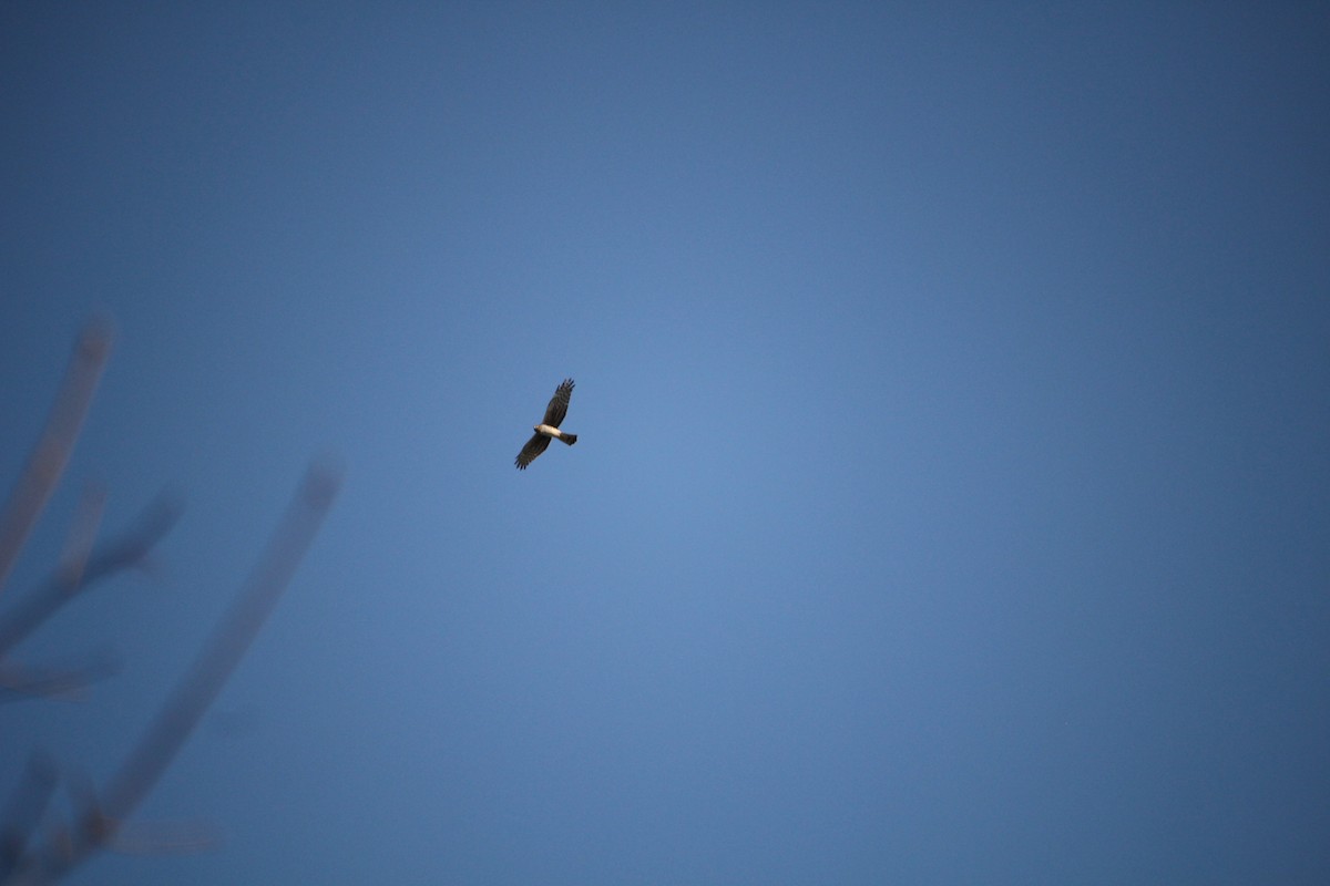 Northern Harrier - ML521419681