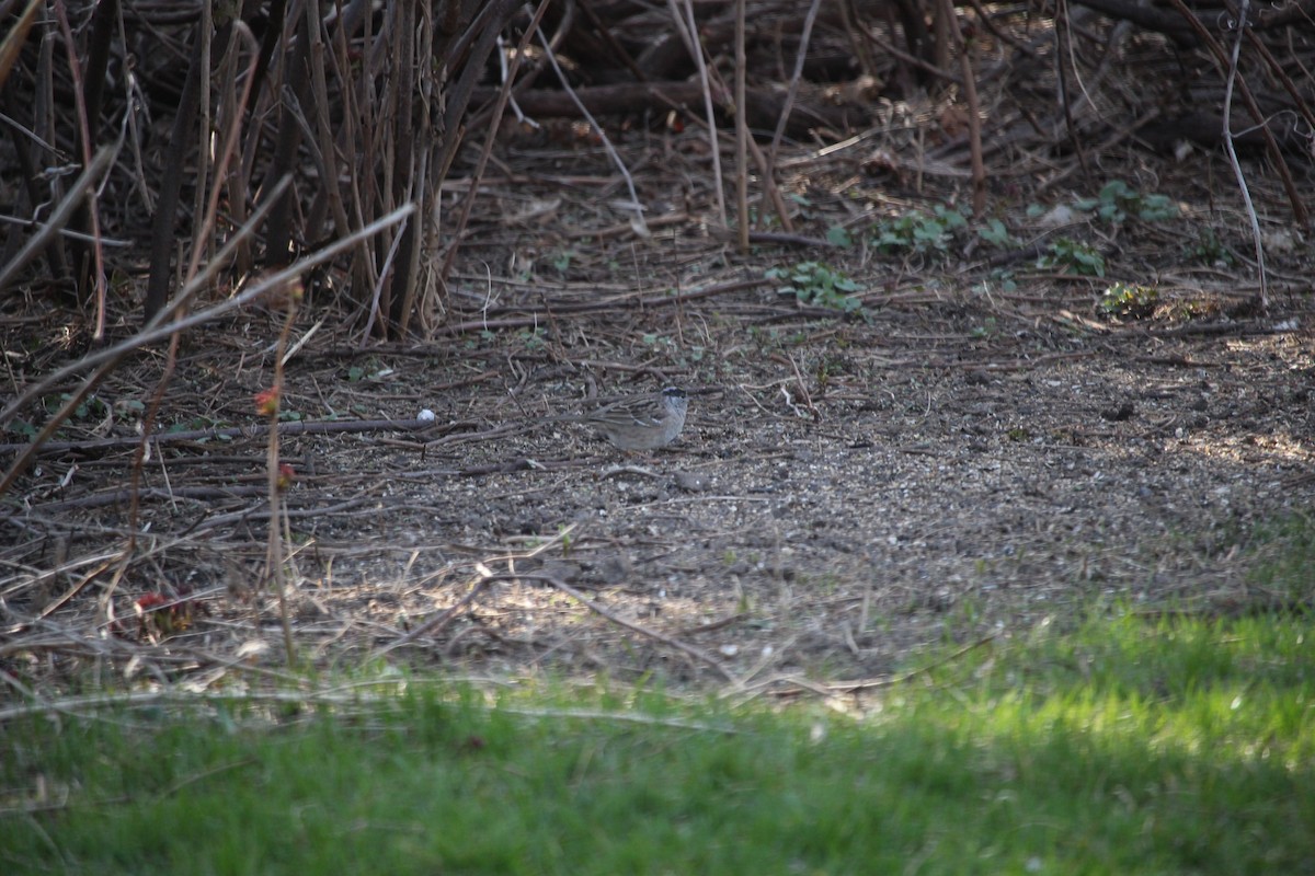 Golden-crowned Sparrow - ML521420521