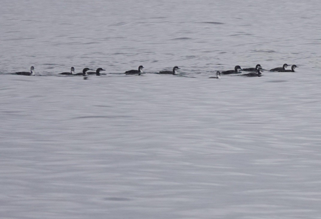 Pacific Loon - ML521420711