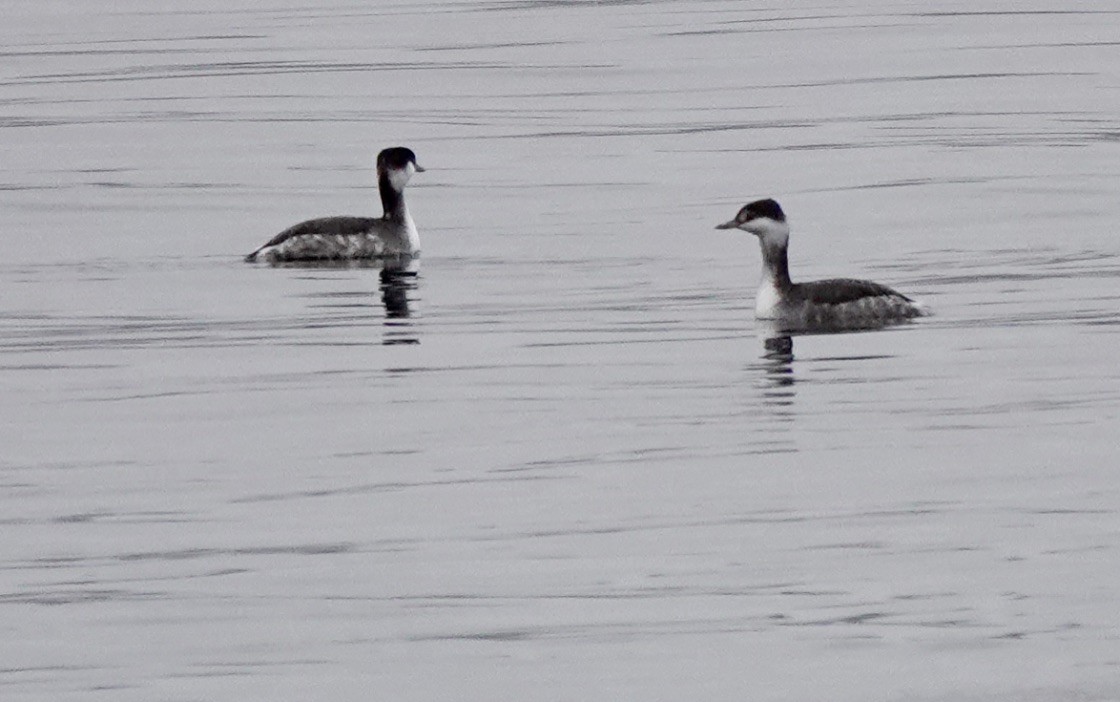 Horned Grebe - ML521420721