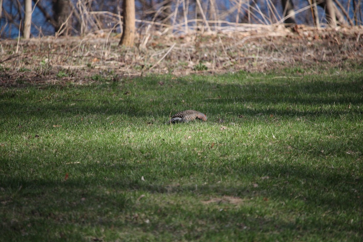 Northern Flicker - ML521420811