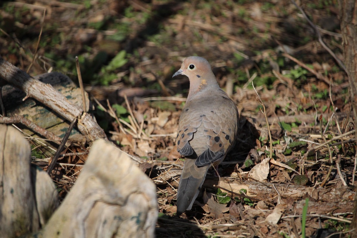 Mourning Dove - ML521421901