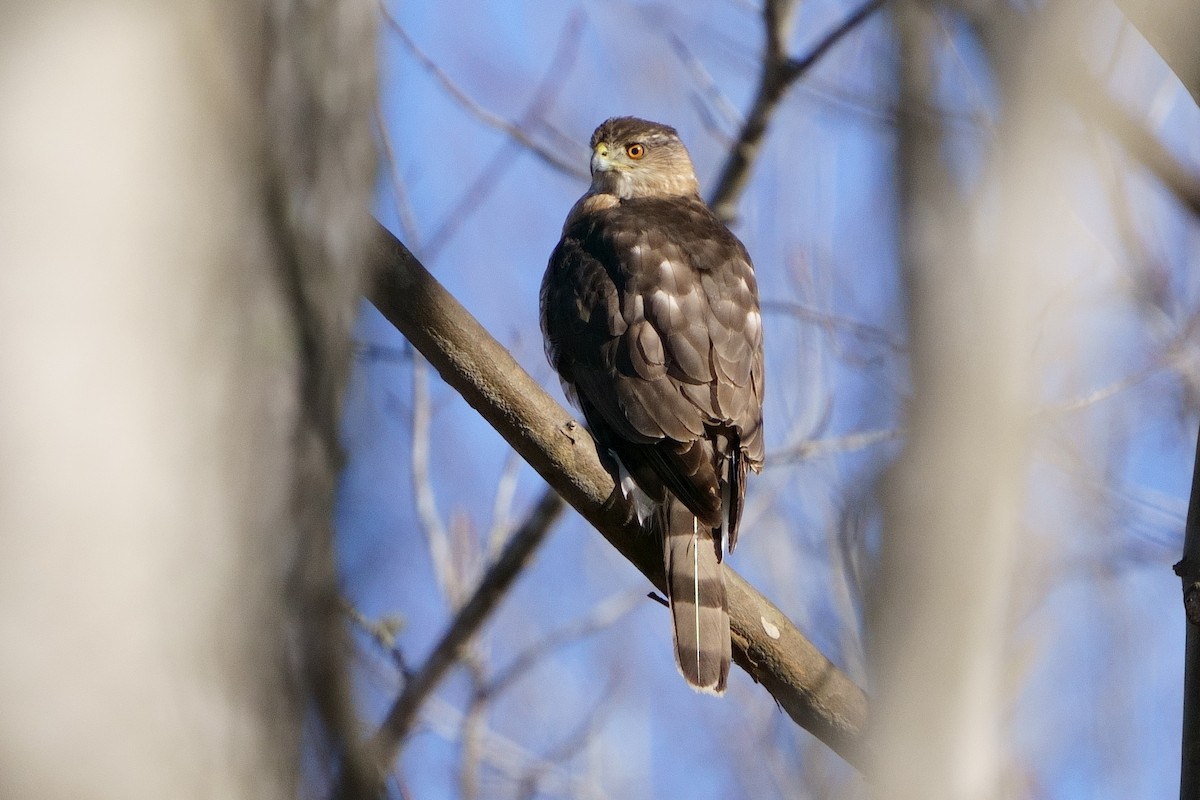 Cooper's Hawk - ML521422091