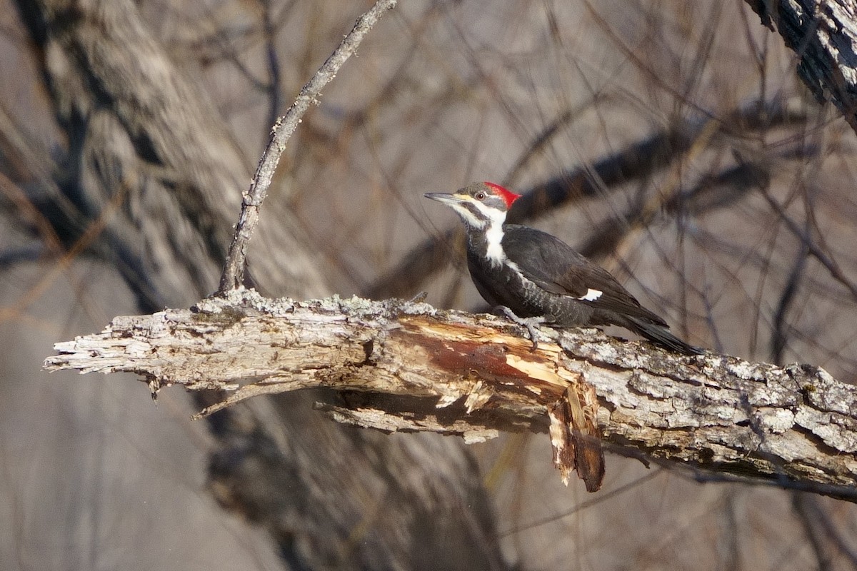 Pileated Woodpecker - ML521422181
