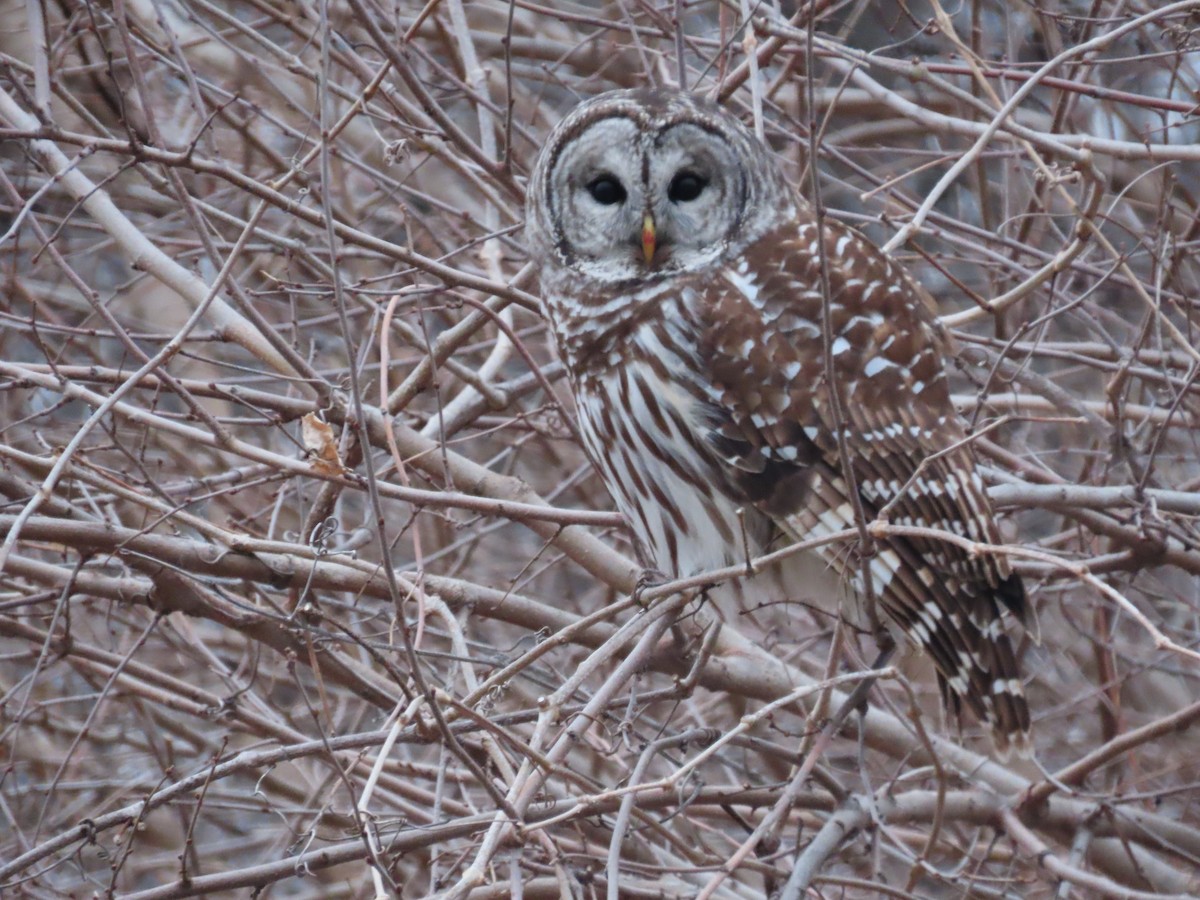 Barred Owl - Darrell Peterson