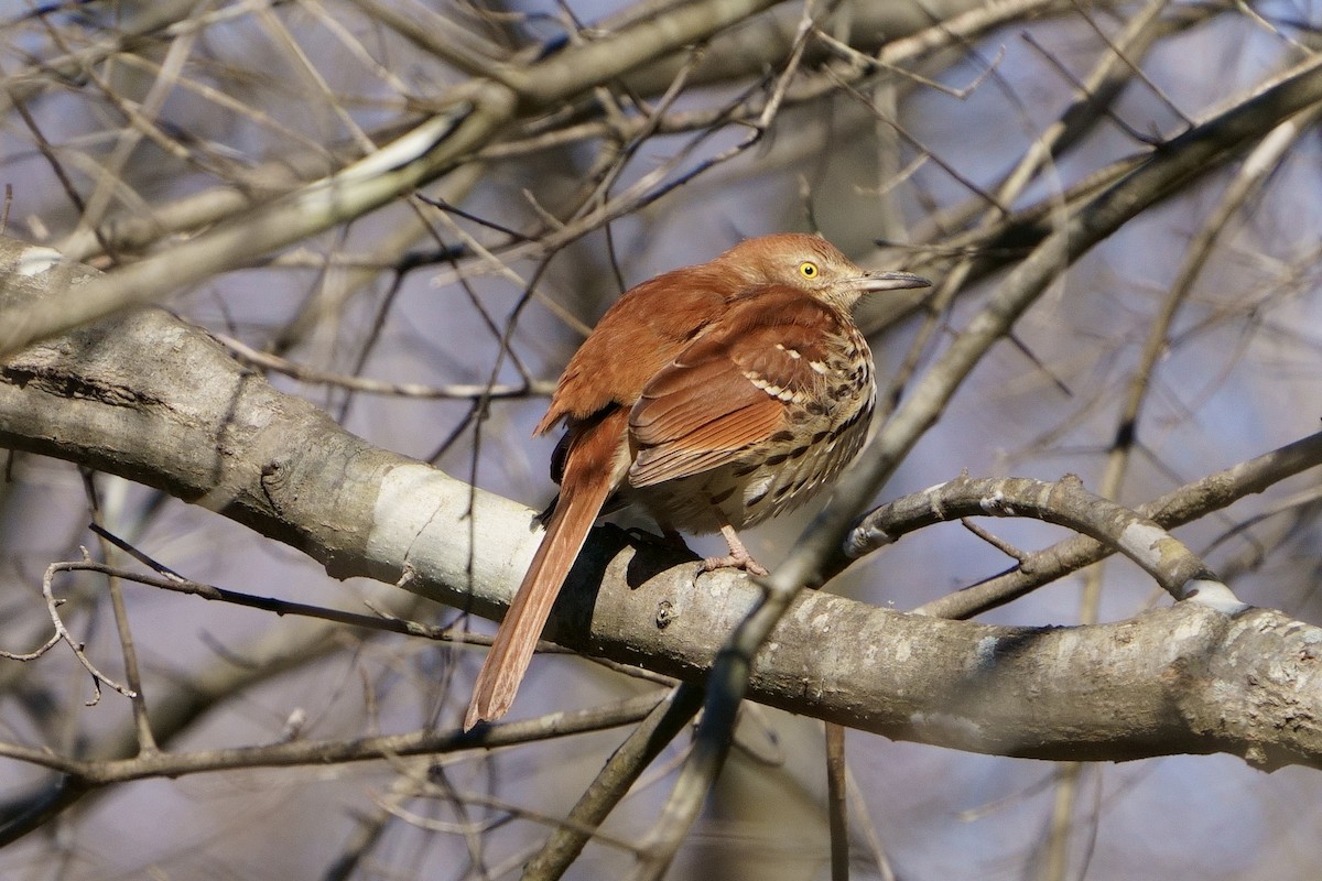 Brown Thrasher - Mitchell Dart