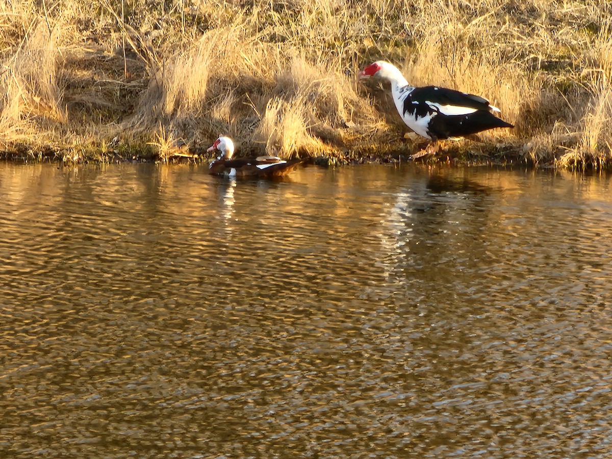 Canard musqué (forme domestique) - ML521423141