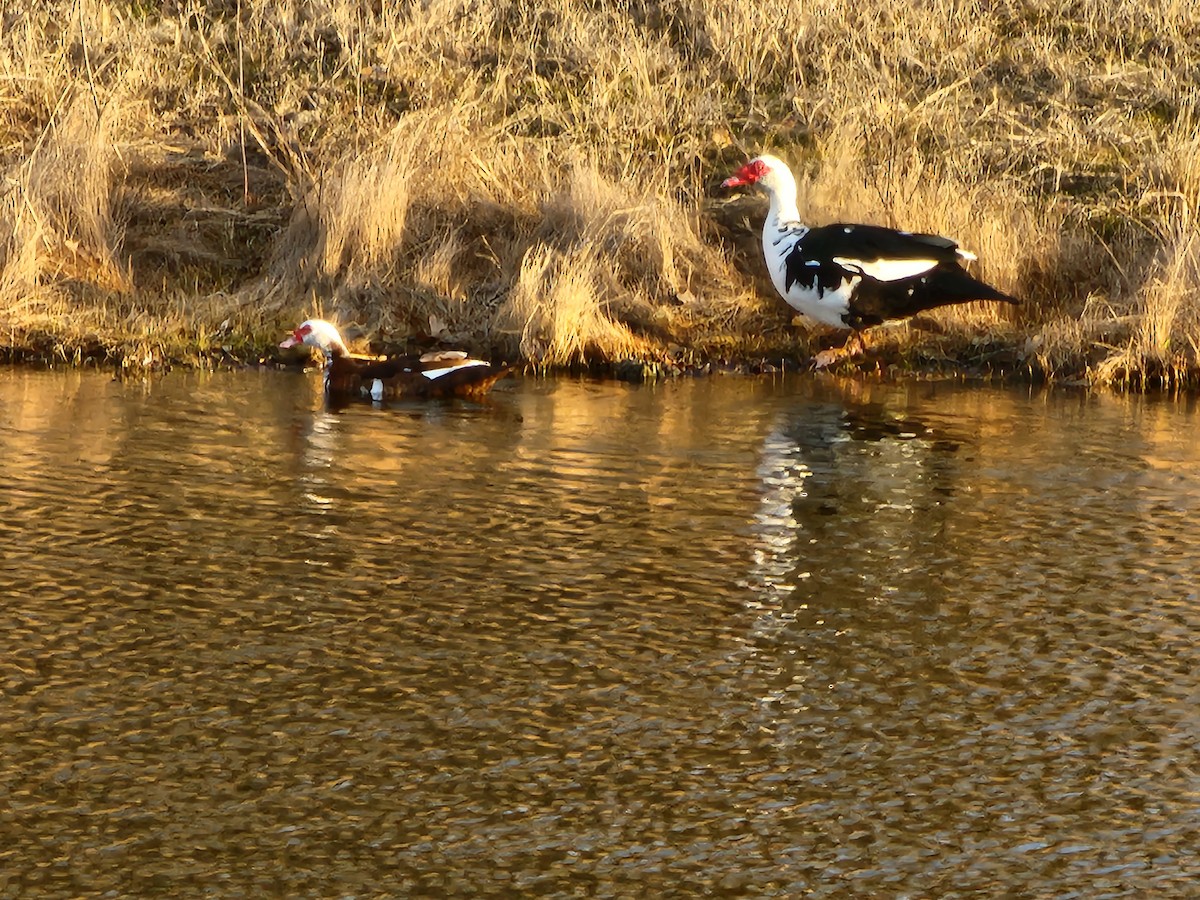 Canard musqué (forme domestique) - ML521423151