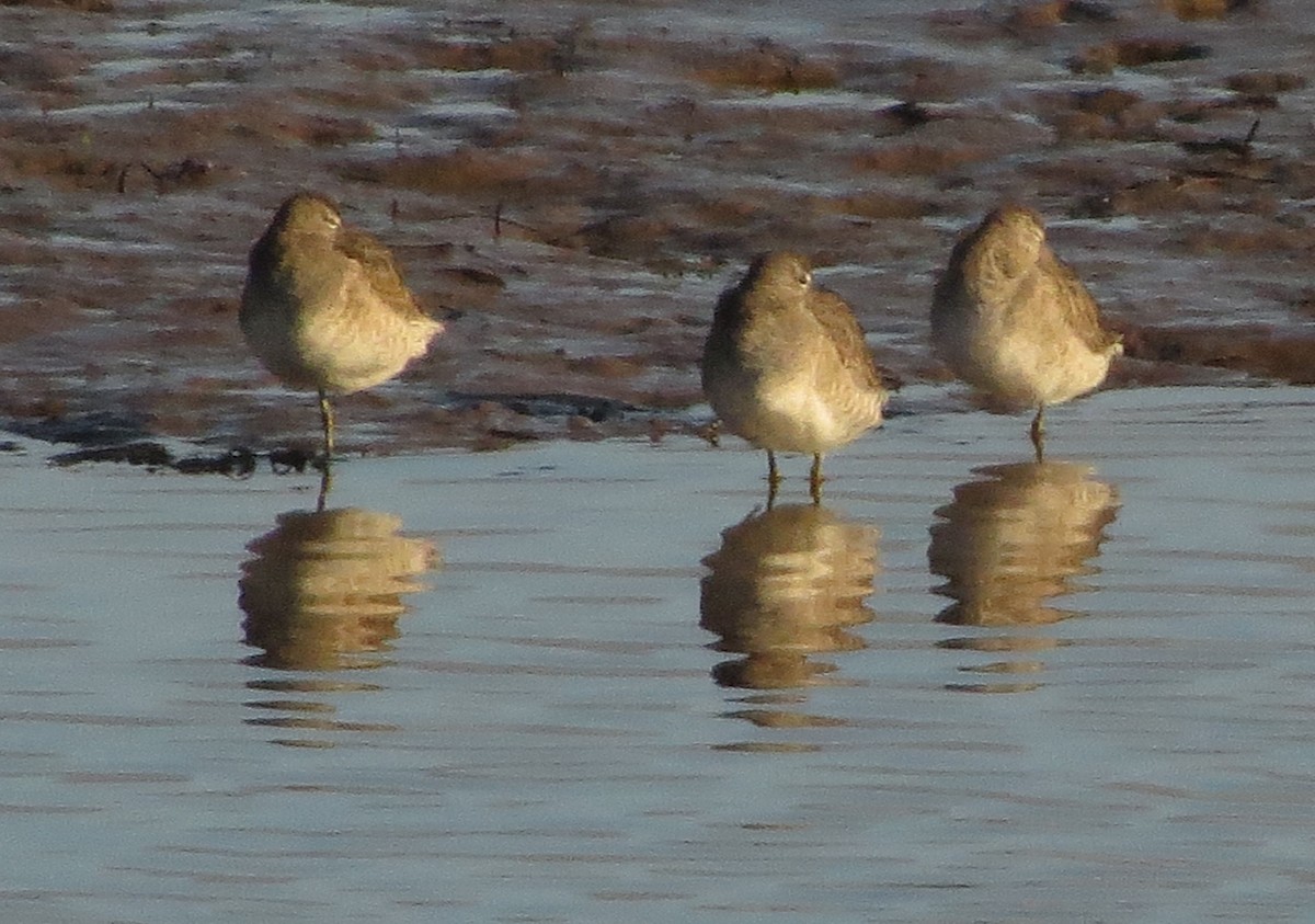 Long-billed Dowitcher - ML521424501