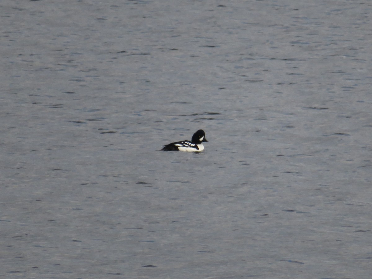 Barrow's Goldeneye - ML521424541