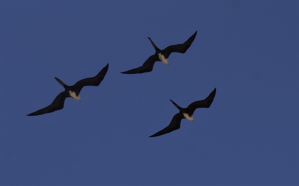 Magnificent Frigatebird - ML521428141