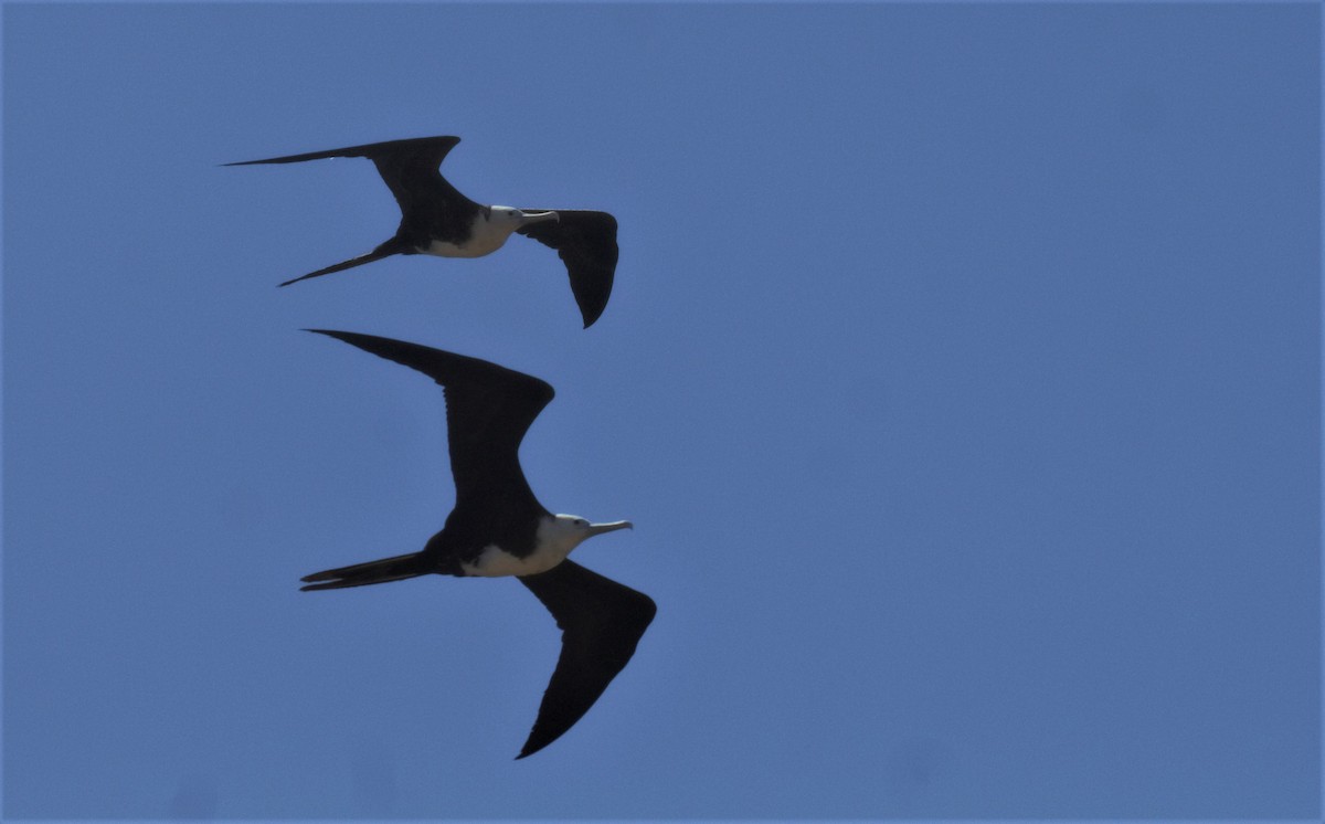 Magnificent Frigatebird - ML521428271