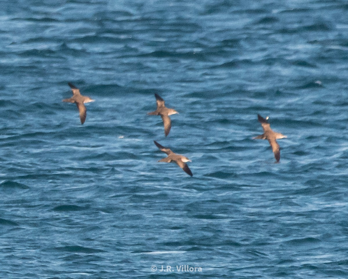 Balearic Shearwater - ML521428321