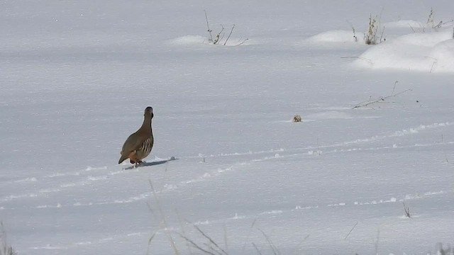 Chukar - ML521428801