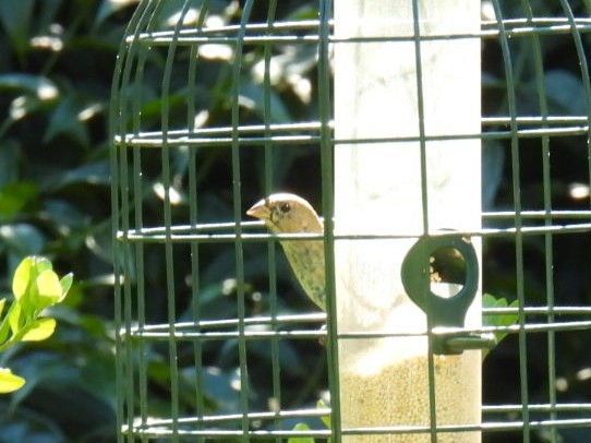 Indigo Bunting - ML521429251