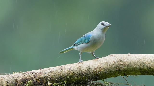 Blue-gray Tanager - ML521429271
